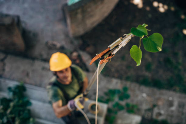 Best Tree Cutting Near Me  in Pontiac, MI